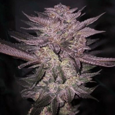 Atomic Fuego R1 Feminized Seeds