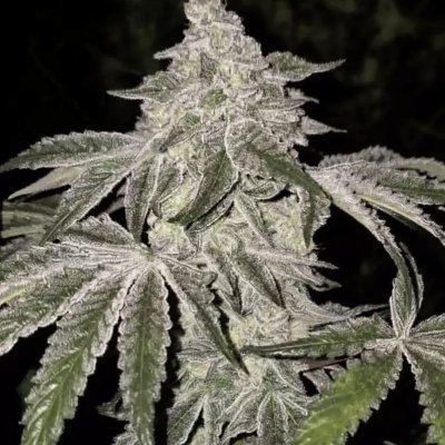 Atomic Leisure R1 Feminized Seeds