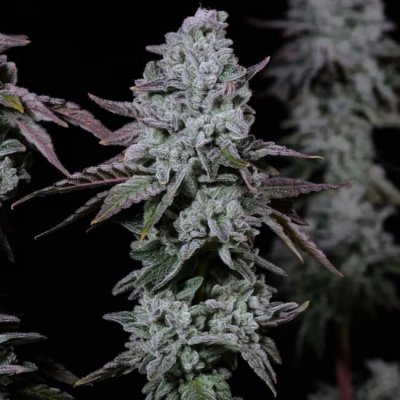 Banana Daddy IBL Auto Feminized Seeds