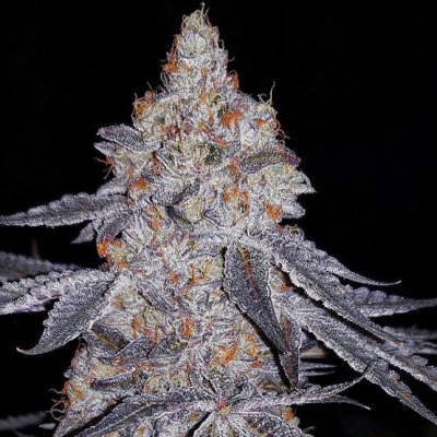 Banana Daddy R1 Feminized Seeds