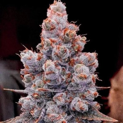 Banana Jealousy RF3 Auto Feminized Seeds