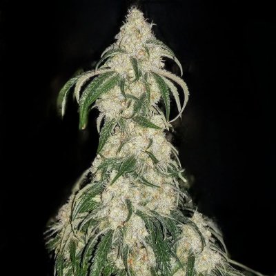 Big Fat N' Fruity Feminized Seeds