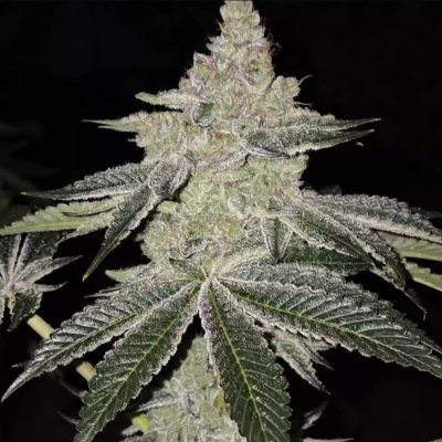 Chama R1 Feminized Seeds