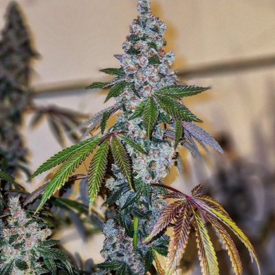 Cherry Pie OG S1 Feminized Seeds
