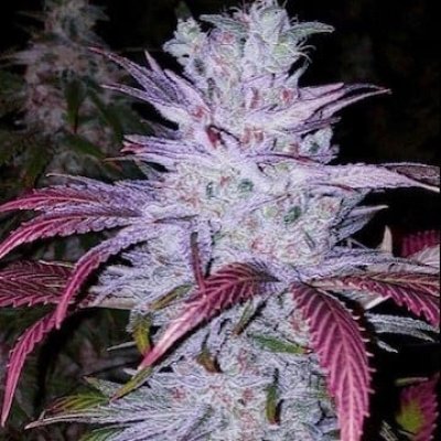 Early Lemon Berry RBX Feminized Seeds