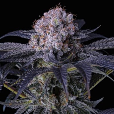 Grape Balls of Fire RBx Feminized Seeds