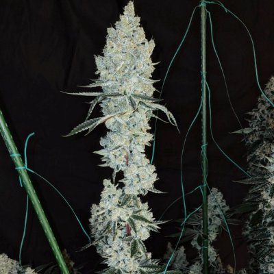 Lemon Cherry Pie R1 Feminized Seeds