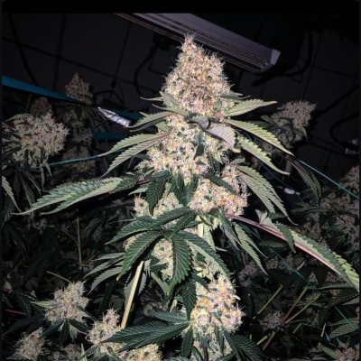 Lemon Whhip Haze IBL Feminized Seeds