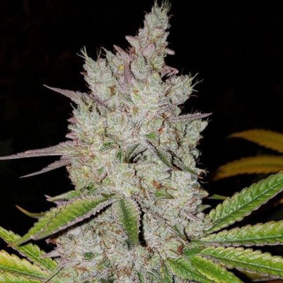 Lilac Diesel RBX2 Auto Feminized Seeds