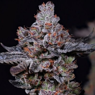 Mookie B R1 Feminized Seeds