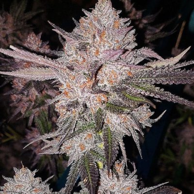 OG Kush Auto Feminized Seeds