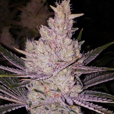 Orange Kush Cake R1 Feminized Seeds