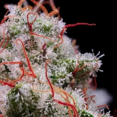 Peach Crescendo RF3 Auto Feminized Seeds