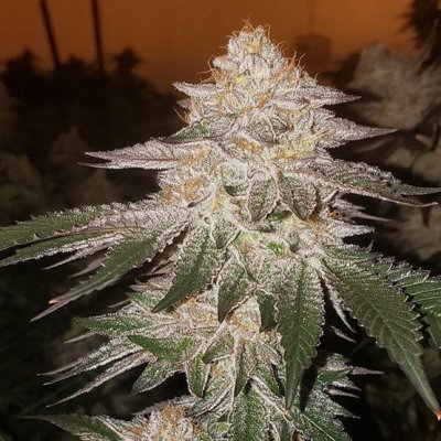 Piña RBX2 Auto Feminized Seeds