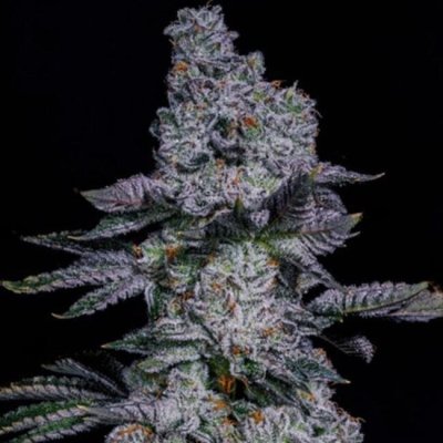 Pineapple Runtz Auto Feminized Seeds