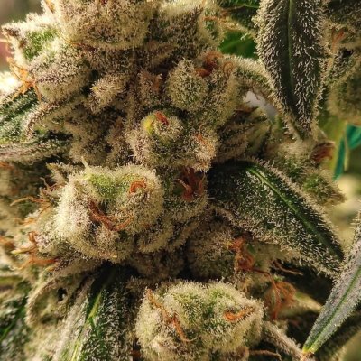 Pluto Cookies IBL Auto Feminized Seeds