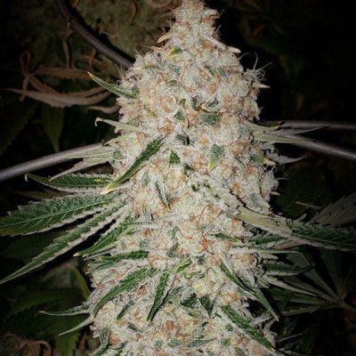 Pluto Cut RF3 Auto Feminized Seeds