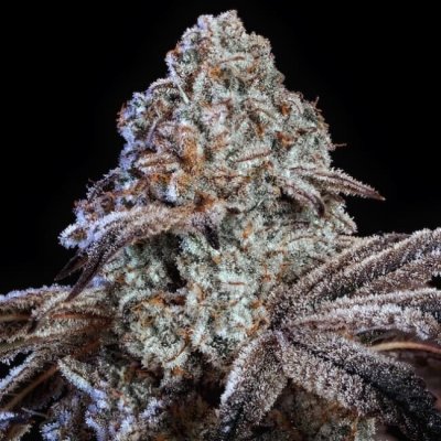Psy-Op R1 Feminized Seeds
