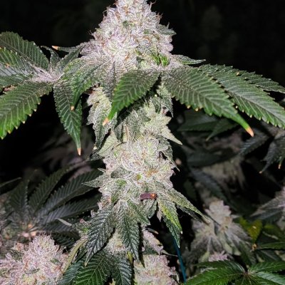 Wrank S1 Feminized Seeds