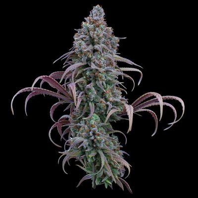 Rosetta Stone Feminized Seeds