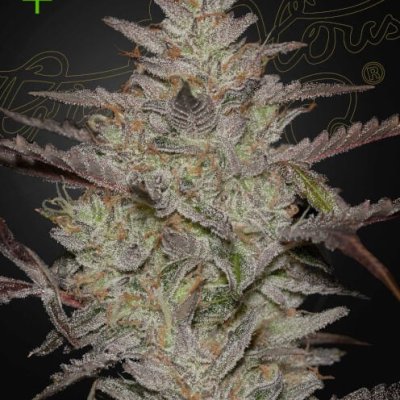 Alienz Auto Feminized Seeds