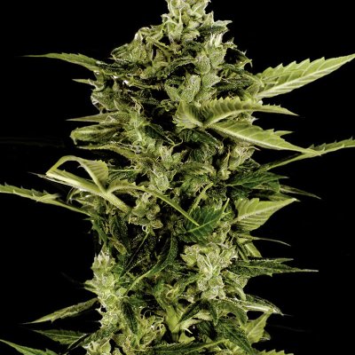 Auto-Bomb Feminized Seeds