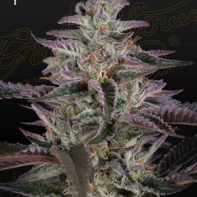 Banana Krumble Feminized Seeds