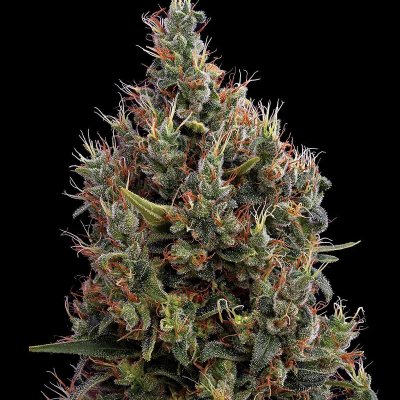 Big Bang Auto Feminized Seeds