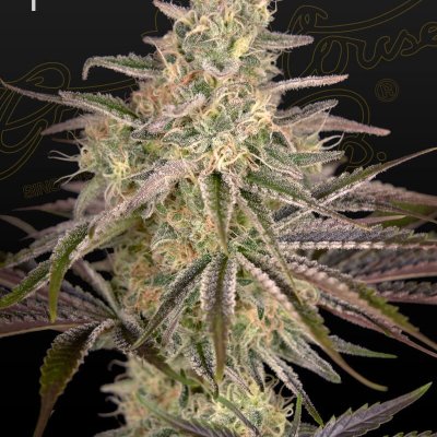 Cloud Walker Feminized Seeds
