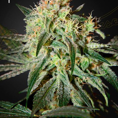 Damn Sour Feminized Seeds
