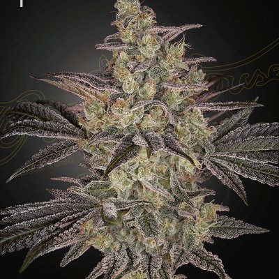 Frosted Guava Auto Feminized Seeds