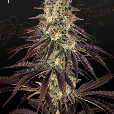 Kong's Krush Feminized Seeds