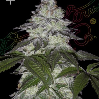 Milky Dreams Feminized Seeds