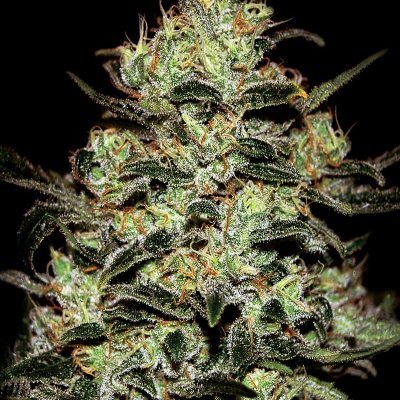 Moby Dick Feminized Seeds