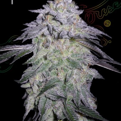 Nori Cake Feminized Seeds