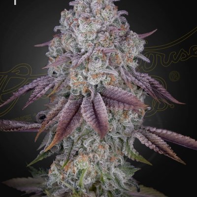 Persian Pie Feminized Seeds