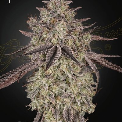Skywalker Auto Feminized Seeds