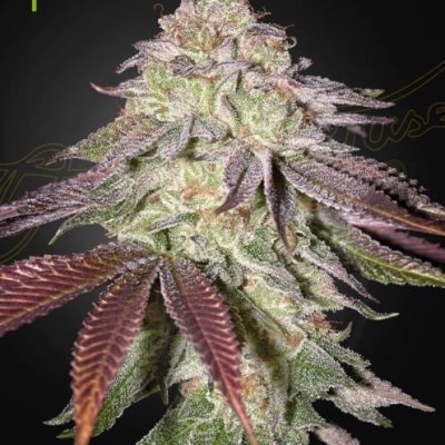 Sugarlato Auto Feminized Seeds