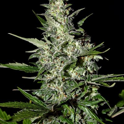 Super Critical Auto Feminized Seeds