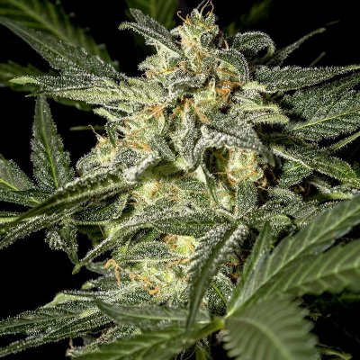 White Widow Auto Feminized Seeds