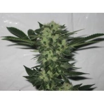 818 Headband Aka Sour OG Feminized Seeds