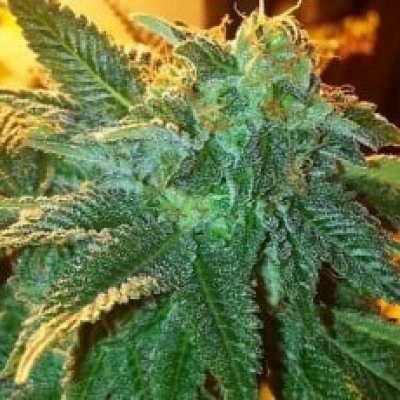 Alien OG Feminized Seeds