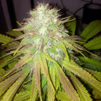 Boss Hogg Auto Feminized Seeds