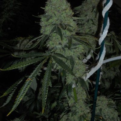 Deadhead OG Feminized Seeds