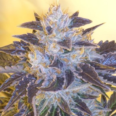 Grape OG Feminized Seeds