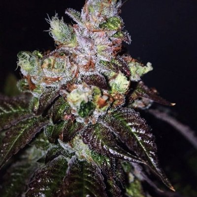 Island Punch Auto Feminized Seeds