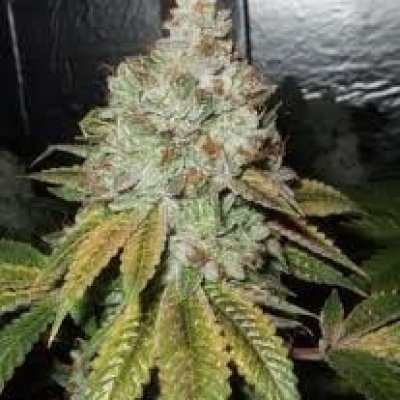 Larry OG Kush Feminized Seeds