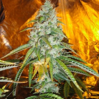Original Sour Diesel Feminized Seeds