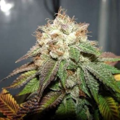 Pre98 Bubba BX2 Feminized Seeds