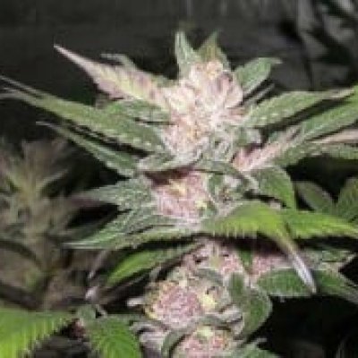 Purple Chem Feminized Seeds